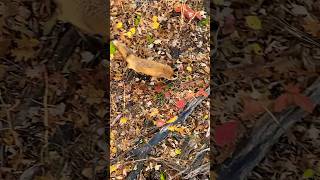 CLOSE Encounter fox animals fyp viral shorts [upl. by Gee820]