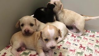 Animal shelter in Luzerne County has been overwhelmed by dozens of puppies [upl. by Feodora]