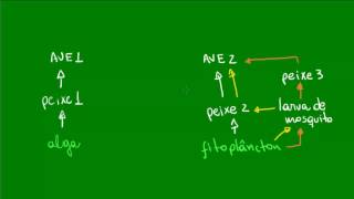 Teias alimentares  Ecologia  Biologia [upl. by Shanta211]