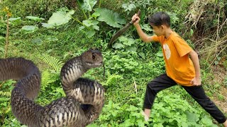 How to Make a Pigeon Coop  Harvesting Radish Goes to the market sell [upl. by Zelma]