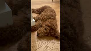 Relaxing puppy cute goldendoodle [upl. by Kylie]