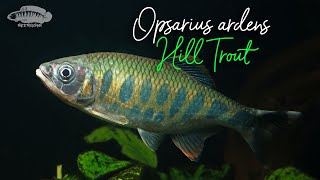 Underwater Biotope Video Opsarius ardens  Western Ghat Hill Trout  aquariumfish [upl. by Ahsenrat]