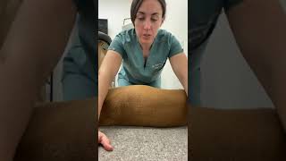 How to Help Dog Back Pain  Spine Health For Dogs [upl. by Ha841]