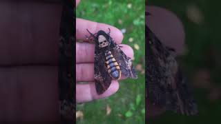 SKULL MOTH My DeathsheadHawkmoth Acherontia atropos [upl. by Oliy]