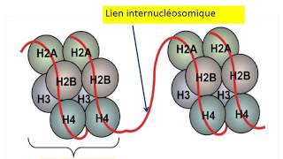 CYTOLOGIE Noyau interphasique amp cycle cellulair [upl. by Emalia566]