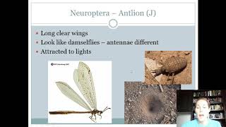 Thysanoptera Neuroptera [upl. by Yevad]