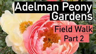 Adelman Peony field walk part 2 peony paeonia peonies flowerlover flower gardening perennial [upl. by Bast]