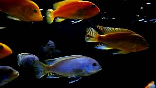 Malawi 2019  African Cichlids display tank Juwel Rio 450L 7 months update [upl. by Arahsal615]