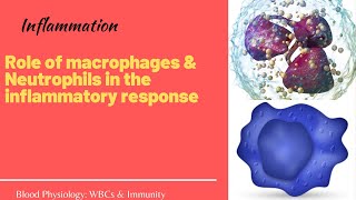 Physiology of inflammation part 2 Role of neutrophils and macrophages amp sequelae of inflammation [upl. by Aivin958]