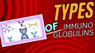 Difference Between Immunoglobulin Classes [upl. by Lienaj]