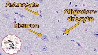 Brain Histology  Neuron Your Way to Understanding It [upl. by Aleet]