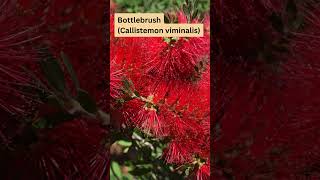 Callistemon viminalis Native Australian Hedge Plant [upl. by Perkins]