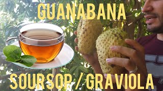 The fruit that is 10000 times stronger than Chemotherapy Soursop  Guanabana Graviola [upl. by Prober412]