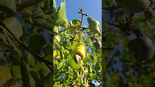 Unripe cashew Apple pomme cajou nature fruit gardenfresh cashew cajou apple garden sunnyday [upl. by Chasse]