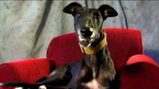 Cal the Greyhound  Looking for a Long Term Commitment [upl. by Neeuq]