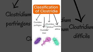 Classification of clostridia clostridium bacteriology [upl. by Eiba]