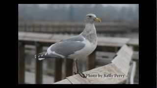 Species Account of the Glaucouswinged Gull [upl. by Burkitt568]