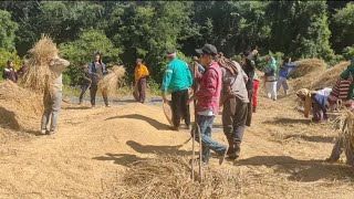 Harvesting in Kukiland Traditional way riceland india [upl. by Eedyak]