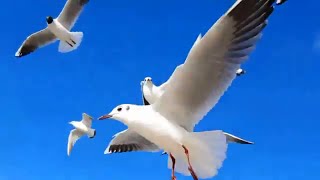 Seagull Sound Effect Relaxing Ocean Waves and Beach Sounds with Seagulls for Deep Sleep Studing [upl. by Ivie]