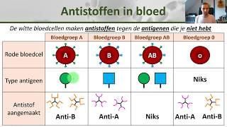 Bio  Bloedgroepen en bloedtransfusie  Gezondheid 10 [upl. by Horlacher]