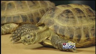 DeYoung Family Zoo Tortoise [upl. by Akimahs]