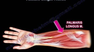 Anatomy Of The Palmaris Longus Muscle  Everything You Need To Know  Dr Nabil Ebraheim [upl. by Tessie4]