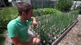 My Top 3 Tips To Growing Giant Organic Onions [upl. by Vanny]