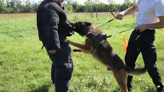 Belgian Tervuren Guard Dog [upl. by Aicatsan]