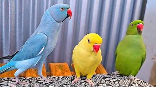 Amazing Talking Parrot [upl. by Aland]