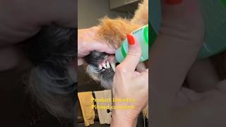 Dog TEETH Cleaning Product at Home [upl. by Nnyledam428]