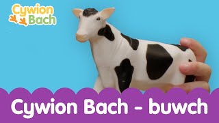 🐄 Cywion Bach  Buwch  Welsh Kids Cymraeg Songs and Learning  Cow [upl. by Nawuq]