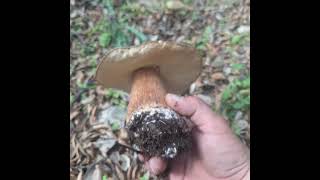 Porcino Boletus Aereus Sardegna08112024 [upl. by Paschasia852]