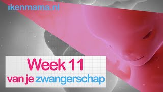 11 weken zwanger  ikenmamanl [upl. by Selimah]