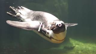 Pinguine im Aquazoo Düsseldorf [upl. by Odama772]