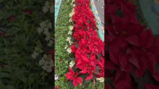 Beautiful poinsettia plantsshorts poinsettia christmasplanner plantdecor nature [upl. by Eillim949]