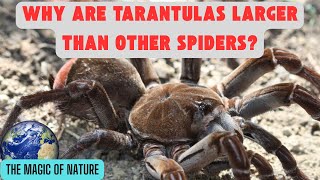 Why Are Tarantulas Larger Than Other Spiders [upl. by Einomrah]