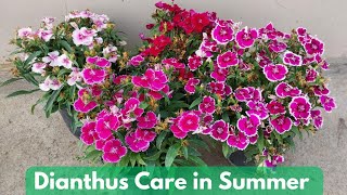 How to care Dianthus flower plant in summer  Care of Dianthus in March month [upl. by Ieluuk]