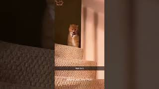 Weird cat behavior 🤣🤣🐱 funnycats funnyanimals petvideos cat catsoftiktok fyp usa [upl. by Chancey]