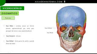 OSSO ZIGOMATICO medicina anatomy anatomia fisioterapia anatomiapratica anatomiacuriosidades [upl. by Rennie]