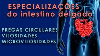 Entenda a importância das especializações do intestino delgado [upl. by Bernardina]