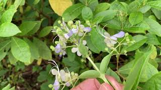 This flower looks like a blue butterfly [upl. by Ahsias]