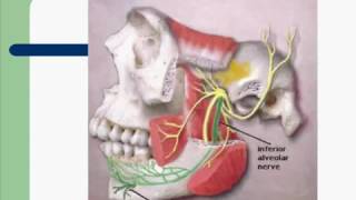 Trigeminal Nerve Mandibular Division [upl. by Mongeau]