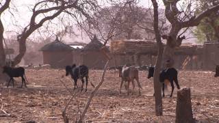 Climate change in Sahel [upl. by Akerue]