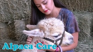 Alpaca Care [upl. by Esor983]