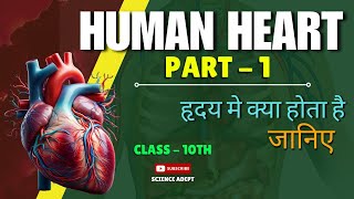 Structure of Human Heart  Life Process Class10  Biology  Science  Arteries  Veins [upl. by Amilah548]