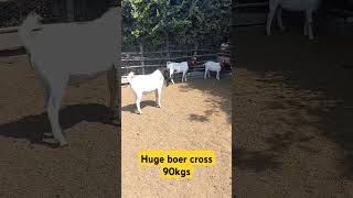 Huge 90kg boer cross boergoatfarm goathusbandry boergoatbreeder goatfarming animals boer [upl. by Ahtilat]