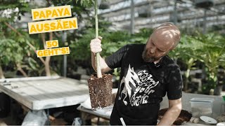 PAPAYA AUSSAAT DIY Basics und Tipps [upl. by Anaynek]