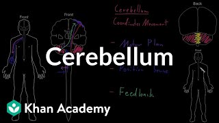 Cerebellum  Organ Systems  MCAT  Khan Academy [upl. by Ecirtel]