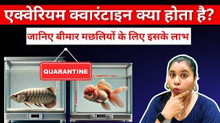 Quarantine Fish Tank Setup  बीमार मछलियों को क्वारंटाइन कैसे करें  Blessings Aquarium sickfish [upl. by Aitrop233]