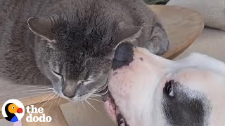 Pittie Rescued From Highway Finally Wins Over His Cat Brother  The Dodo PIttie Nation [upl. by Mckay969]